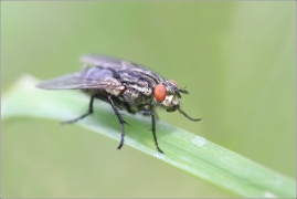 <p>MASAŘKA OBECNÁ (Sarcophaga carnaria) ---- /Common flesh fly - Graue Fleischfliege/</p>